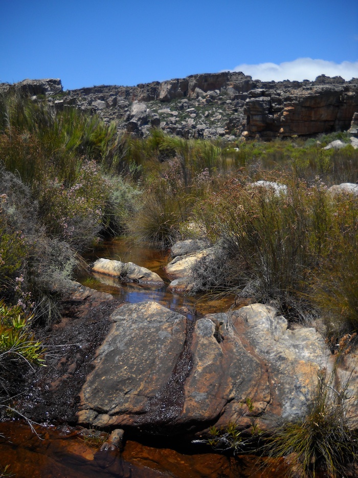 Fynbos in the Cederberg Mountains